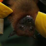 Bat