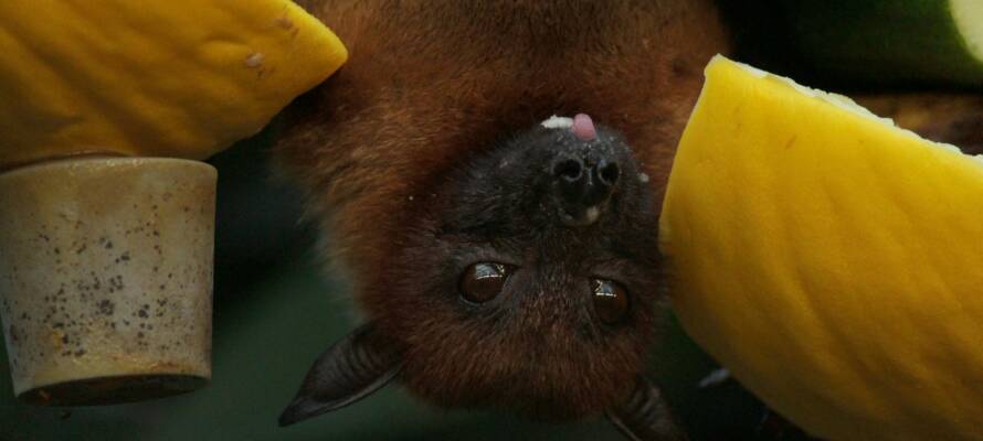Bat