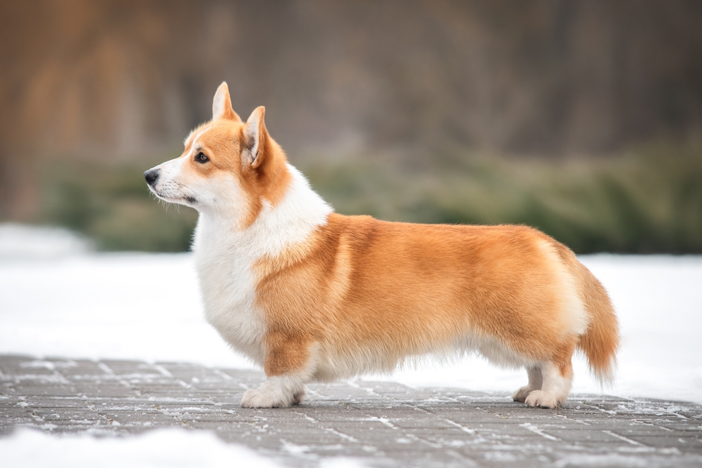 dog
