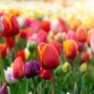 Tulips