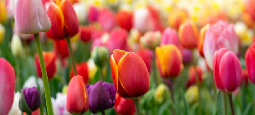 Tulips
