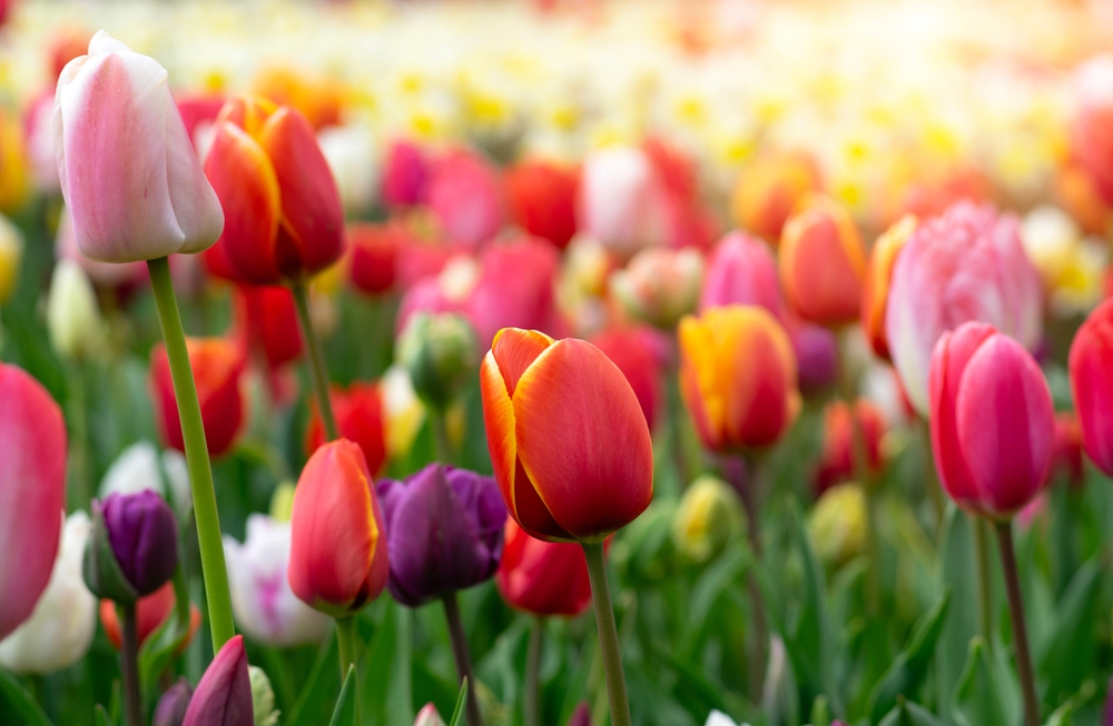 Tulips