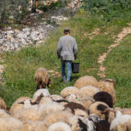 shepherd