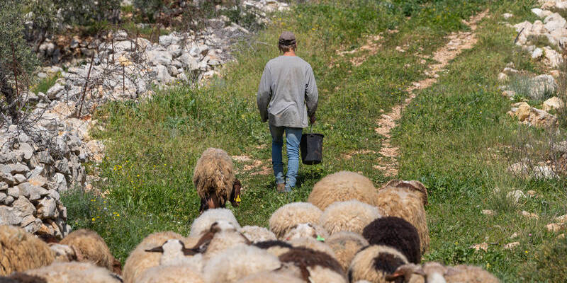 shepherd