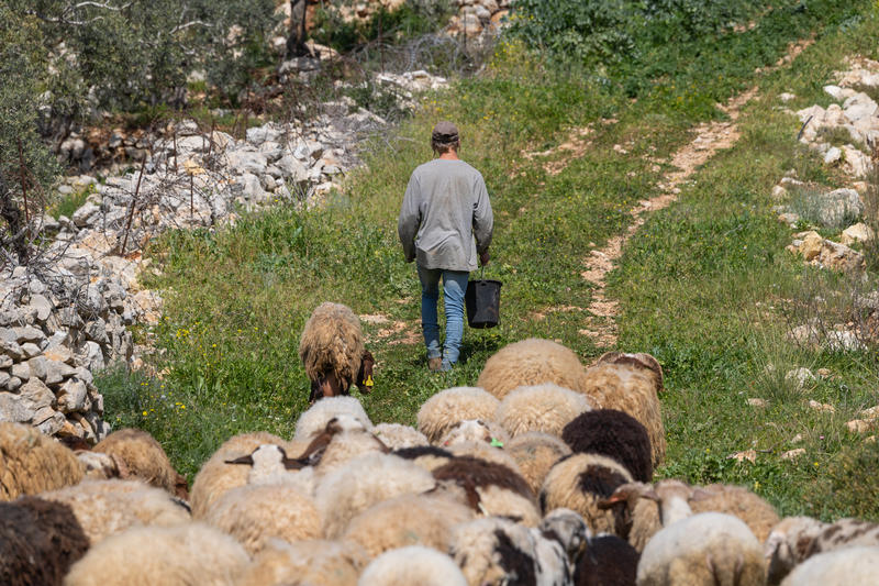 shepherd