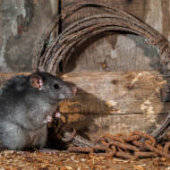 rats