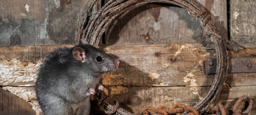 rats