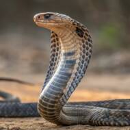 cobra