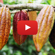 cacao
