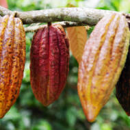 cacao