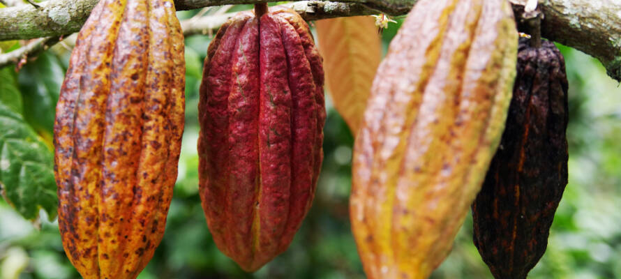 cacao